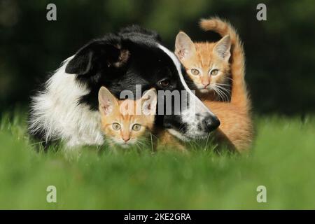 Confine Collie e gatti Foto Stock