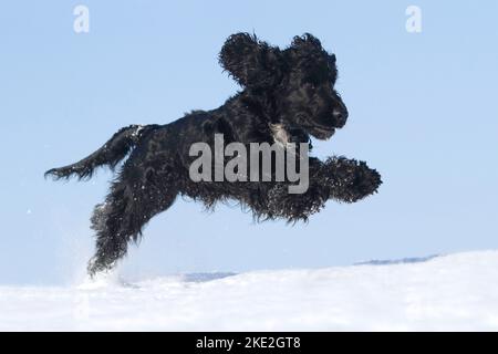 Esecuzione inglese Cocker Spaniel Foto Stock