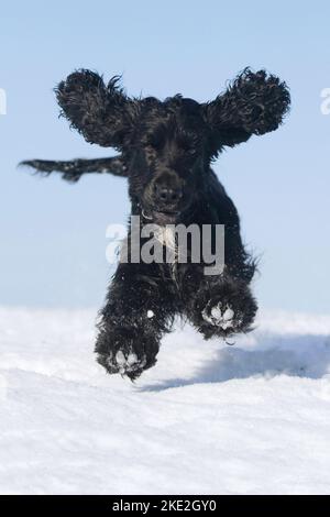 Esecuzione inglese Cocker Spaniel Foto Stock