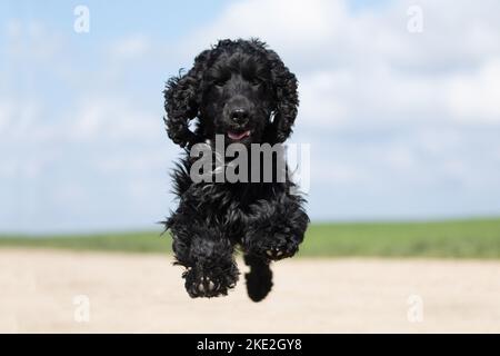 Jumping inglese Cocker Spaniel Foto Stock