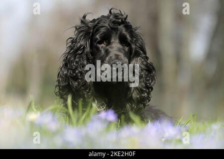English Cocker Spaniel ritratto Foto Stock
