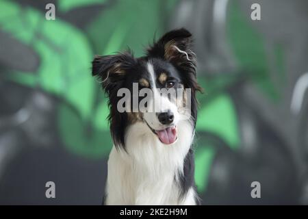 Border Collie ritratto Foto Stock