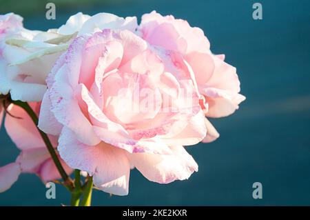 Rosa rose crescere primo piano in questa immagine della natura. Rosa e bianco gruppo di rose su uno sfondo blu scuro sfocato con luce naturale colpisce Foto Stock