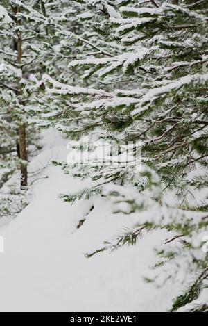 Alberi coperti di neve, bella montagna bosniaca Prenj, Rujista. Inverno in Bosnia. Atmosfera idilliaco. Foto Stock