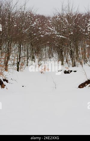 Alberi coperti di neve, bella montagna bosniaca Prenj, Rujista. Inverno in Bosnia. Atmosfera idilliaco. Foto Stock