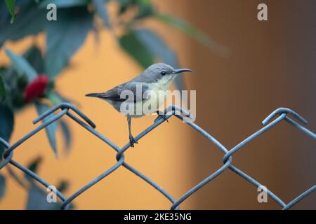 Un Sunbird viola femmina seduto su una recinzione in rete metallica. Foto Stock