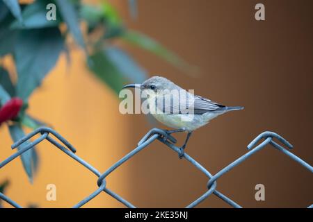 Un Sunbird viola femmina seduto su una recinzione in rete metallica. Foto Stock
