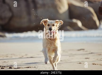 Energia, corsa e cane in spiaggia, libertà e giocare nella sabbia lungo, curioso e divertente nella natura. Cucciolo, corsa e viaggio in oceano per labrador essere Foto Stock