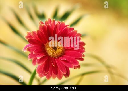 Bellissimo fiore gerbera. La gerbera è originaria delle regioni tropicali del Sud America, dell'Africa e dell'Asia. Foto Stock