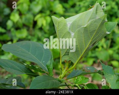 Gaster arancione o Weaver o gregge verde dell'albero che tira la foglia per fare un nido di loro, lavoro di squadra degli insetti, le foglie sono avvolte Foto Stock