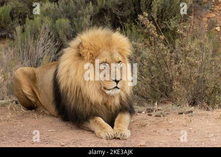 Leone seduto a terra Foto Stock