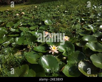 Un tranquillo laghetto con ninfee galleggianti. Foglie verdi e delicati fiori rosa e gialli sorgono dall'acqua, aggiungendo un tocco di bellezza naturale. Foto Stock