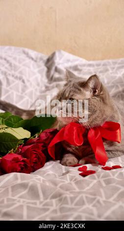 Romantico San Valentino con un animale domestico, un gatto scozzese grigio diritto britannico, a letto con calendario. Il romanticismo di una sola donna il 14 febbraio Foto Stock