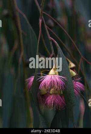 Splendidi fiori rosa di Eucalyptus sideroxylon Rosea, noto anche come ‘Red Iron Bark’ Foto Stock