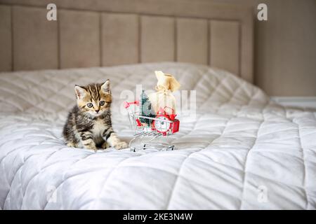 Un gatto piccolo è seduto vicino al carrello della spesa con i regali di Natale. Il concetto di preparazione per il nuovo anno. Foto Stock