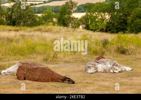Dormire Llama nel sole estivo Wiltshire Foto Stock