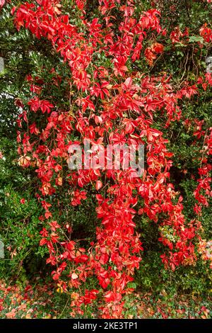 Foglie rosse e brillanti di una vite superridotta della virginia nel mese di ottobre, Galles. Foto Stock