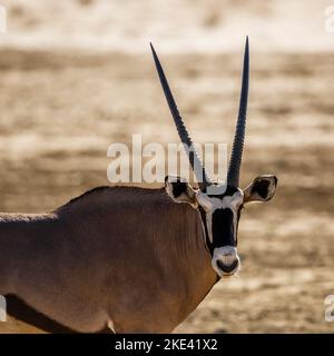 Ritratto di Oryx sudafricano nel parco di Kgalagadi, Sudafrica; specie Oryx gazella famiglia di Bovidae Foto Stock