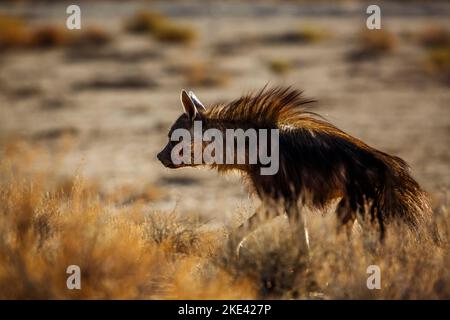 Infortunati capelli di iena marrone in su nell'arbusto nel parco di Kgalagadi del transfrontier, Sudafrica; specie Parahyena brunnea famiglia di Hyaenidae Foto Stock