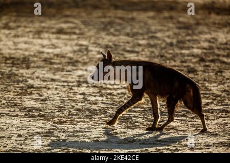 Iena bruna infortunata camminando sulla terra asciutta nel parco di Kgalagadi, Sudafrica; specie Parahyena brunnea famiglia di Hyaenidae Foto Stock