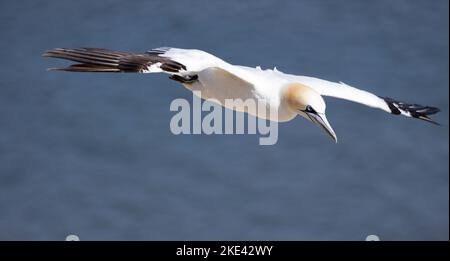 Un Gannet che ritorna alla sporgenza di nidificazione alle scogliere di Bempton. Nel 2022 la pandemia di influenza degli uccelli non aveva ancora raggiunto la zona e gli uccelli si dispersero nel tempo Foto Stock