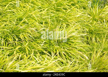 Hakonechloa macra All Gold, Hakonechloa macra Ogon, semi-sempreverde, erba variegata gialla. Foto Stock