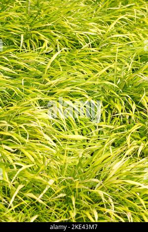 Hakonechloa macra All Gold, Hakonechloa macra Ogon, semi-sempreverde, erba variegata gialla. Foto Stock