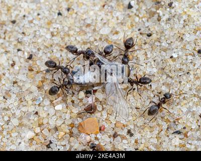 Black ANT, Lasius niger, predazione e smembramento di una mosca Norfolk giugno Foto Stock
