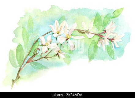 Illustrazione a colori disegnata a mano del ramo in fiore di Magnolia (Star Magnolia, Magnolia stellata) Foto Stock