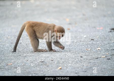 Il macaco selvatico di Formosan, la scimmia di roccia di Formosan anche chiamata macaco taiwanese a Taiwan stanno mangiando e si prendono cura di altri. Foto Stock