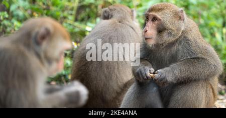 Il macaco selvatico di Formosan, la scimmia di roccia di Formosan anche chiamata macaco taiwanese a Taiwan stanno mangiando e si prendono cura di altri. Foto Stock