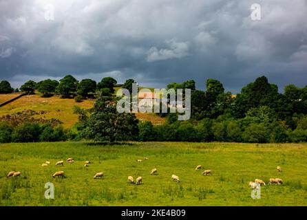 Pecore che pascolano su terreni agricoli sotto un cielo tempestoso vicino a Danby nel North York Moors National Park Yorkshire Inghilterra Regno Unito. Foto Stock
