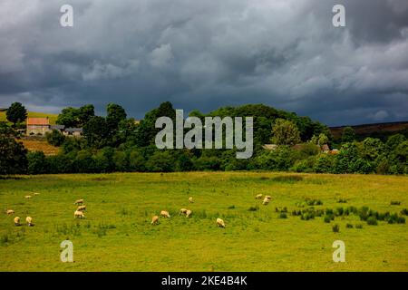 Pecore che pascolano su terreni agricoli sotto un cielo tempestoso vicino a Danby nel North York Moors National Park Yorkshire Inghilterra Regno Unito. Foto Stock