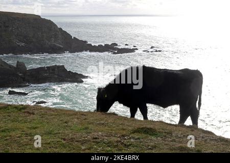 Bestiame bovino gallese di razza nera che pascola sul bordo della scogliera con una vista del mare nel Parco dei cervi Pembrokeshire Coast National Park West Wales UK KATHY DEWITT Foto Stock