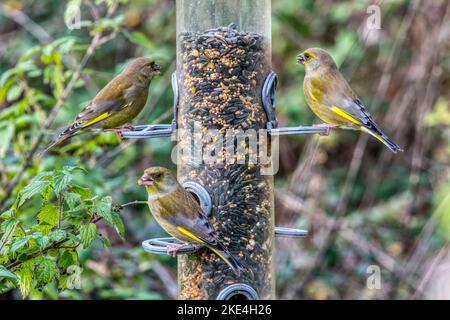 Tre greenfinches, Carduelis chloris, che si nutrono ad un alimentatore di semi da giardino. Foto Stock