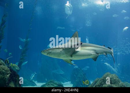 Squalo che passa in un acquario di acqua salata Foto Stock