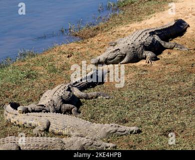 Un gruppo di coccodrilli del Nilo (Crocodylus niloticus) sulla riva di un fiume sotto la luce del sole Foto Stock