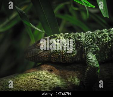 Una verde lucertola di caiman settentrionale che dorme sul ramo dell'albero Foto Stock