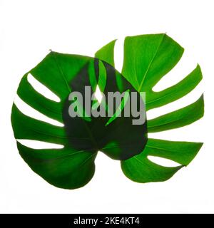 Due isolano verde scuro Monstera grandi foglie su sfondo bianco Foto Stock