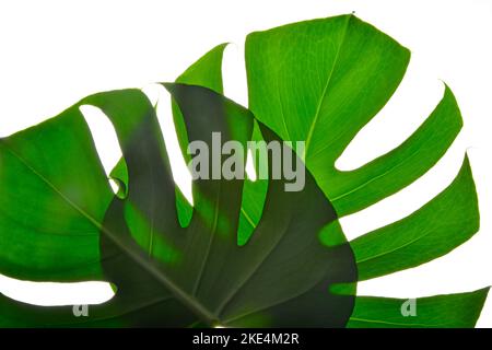 Due isolano verde scuro Monstera grandi foglie su sfondo bianco Foto Stock