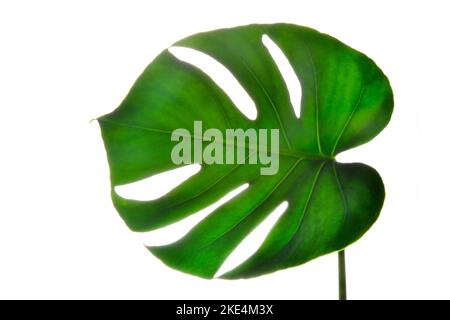 Isolare verde scuro Monstera grandi foglie su sfondo bianco Foto Stock