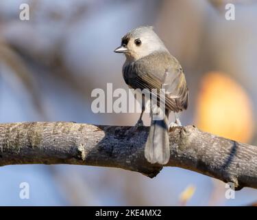 Un colpo selettivo di un titmouse Tufted (bicolor di Baeolophus) su un ramo di albero Foto Stock