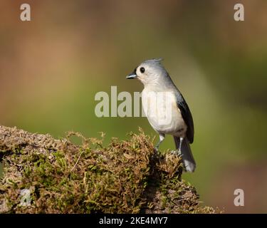 Un tiro selettivo di un titmouse Tufted (bicolore di Baeolophus) su un pezzo di legno Foto Stock