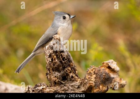 Un tiro selettivo di un titmouse Tufted (Baeolophus bicolore) arrostito su un pezzo di legno Foto Stock