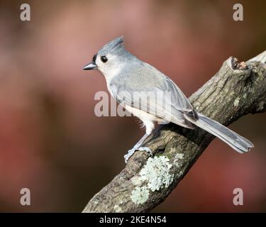 Un colpo selettivo di un titmouse Tufted (bicolor di Baeolophus) su un ramo di albero Foto Stock