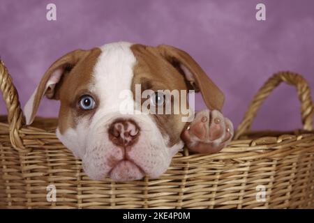 American Bulldog cucciolo Foto Stock