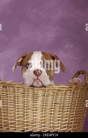 American Bulldog cucciolo Foto Stock