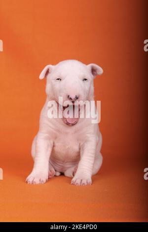 Toro in miniatura seduto Terrier Puppy Foto Stock