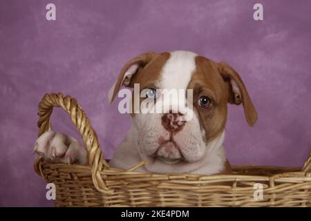 American Bulldog cucciolo Foto Stock