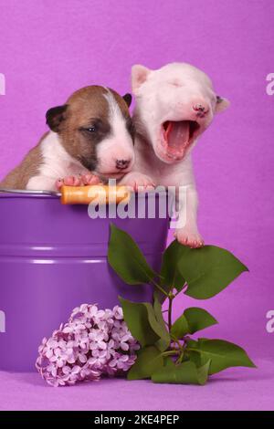 Cuccioli di Toro Terrier in miniatura Foto Stock